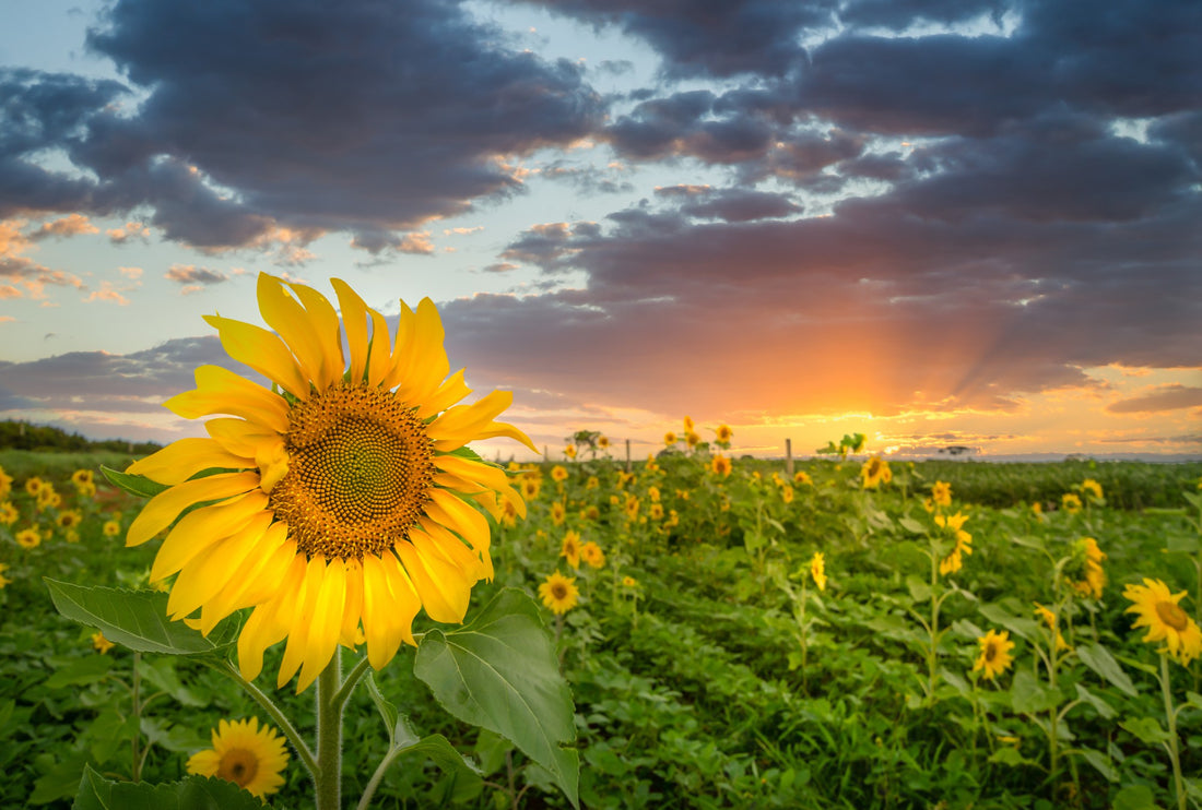 Kansas: More Than Just Wheat Fields - Unveiling the State's Hidden Hiking Gems